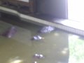 IMGP0898.JPG